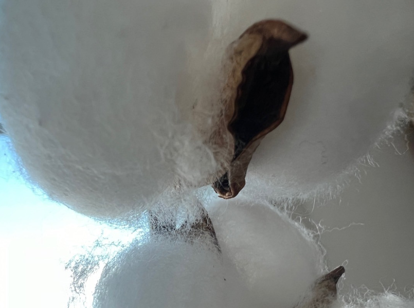 면섬유 장점과 단점