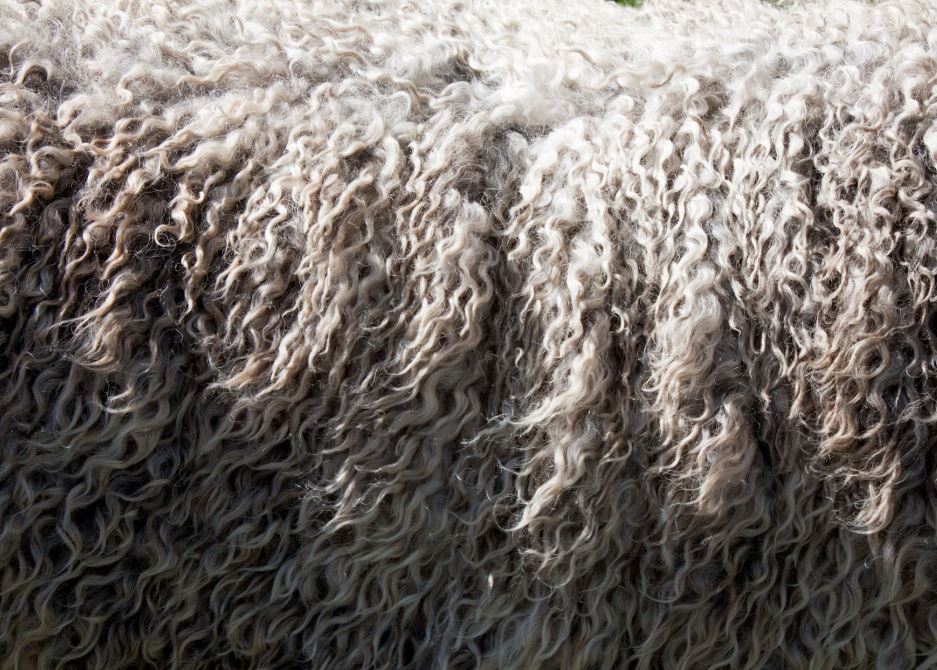 겨울을 따뜻하게 양모와 캐시미어 동물의 털로 만든 섬유!!
