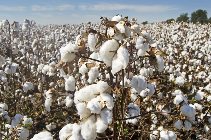 면 cotton 특징 장점, 단점