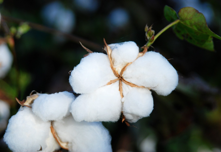 면섬유 생산 만드는 과정