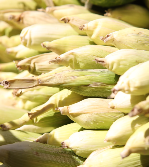 기타 셀룰로오스 섬유 재료의 사용