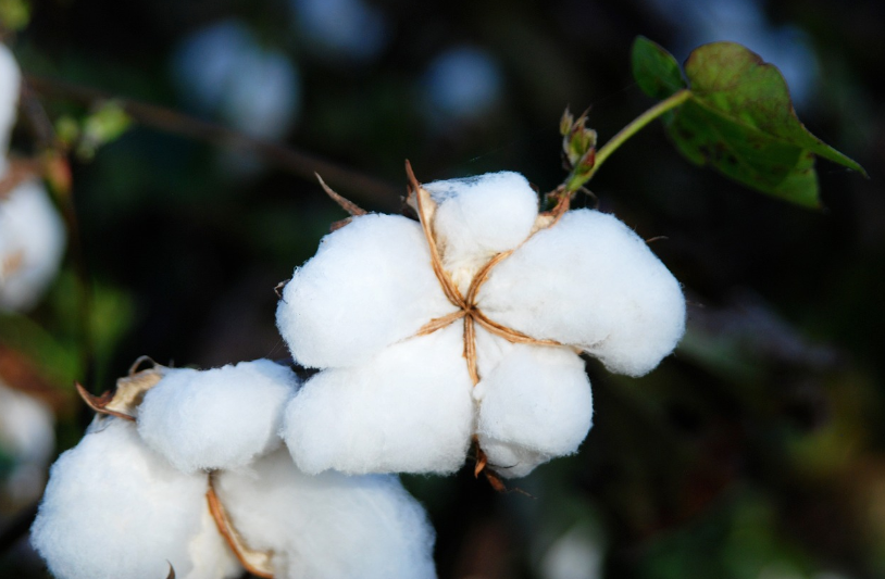 면 섬유 종류, 면 소재 특징