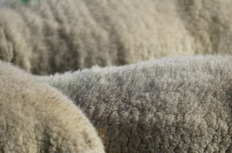 양모의 생산, 생모, 수지양모, 세척한 양모