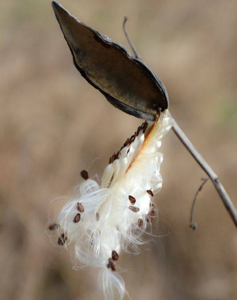 종자 섬유 종류 케이폭 섬유, 밀크위드 섬유1