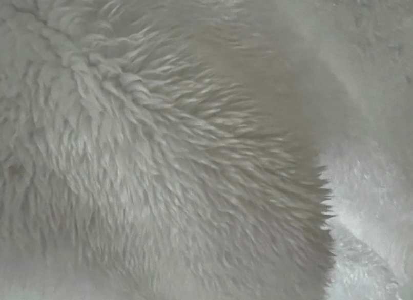 천연색을 띈 면 섬유, 천연색 목화