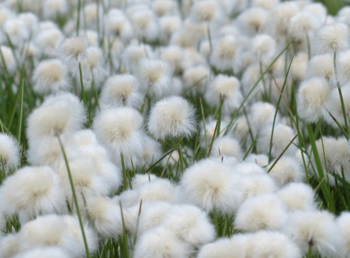 코튼 면의 분류, 등급과 특성