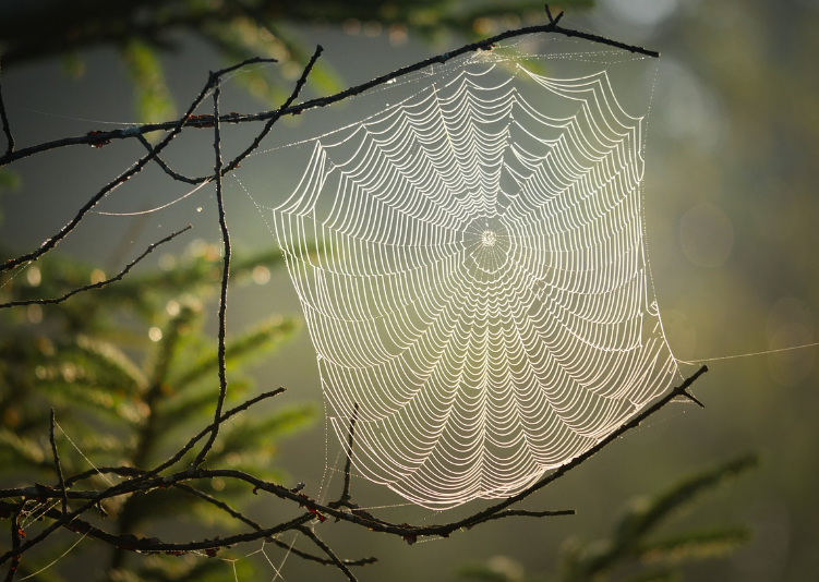 거미줄 섬유 거미줄 신소재 만들기, 자연을 모방한 발명품 신소재 종류