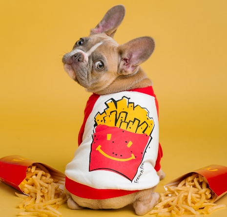 강아지 옷 입히는 이유, 반려견 옷 역할, 추위 견디고 피부보호