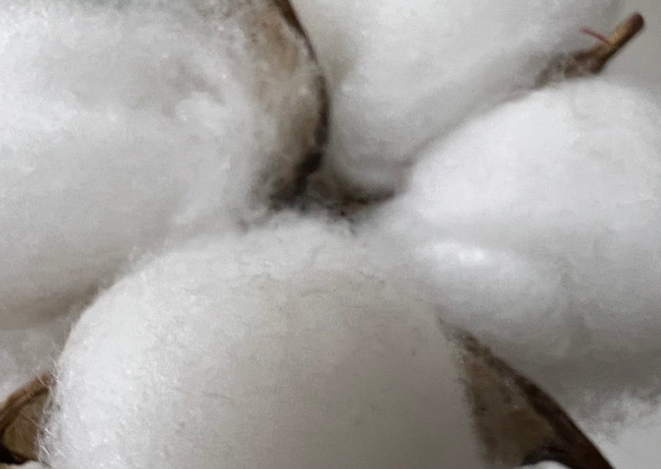 면섬유 성질 장점과 단점 용도와 관리, 오가닉코튼 유기농면