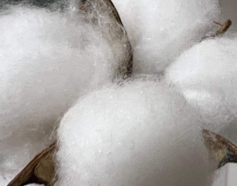 식물성 섬유의 특징, 셀룰로오스 섬유 목화솜 면섬유 재배