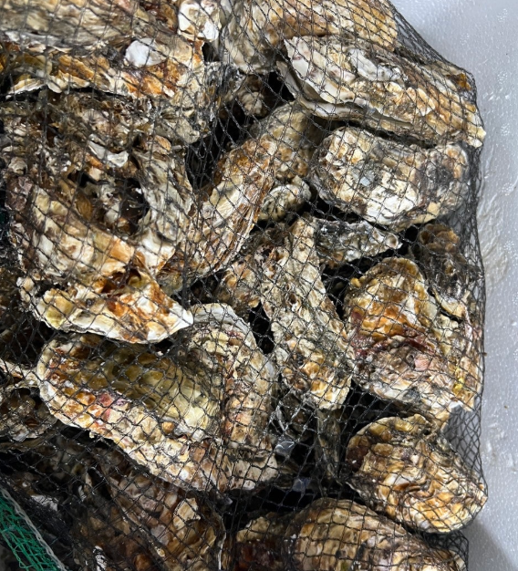 석화찜 하는법 삶는법 손질법 먹는법2