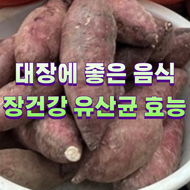 대장에 좋은 음식 장건강 유산균 효능1