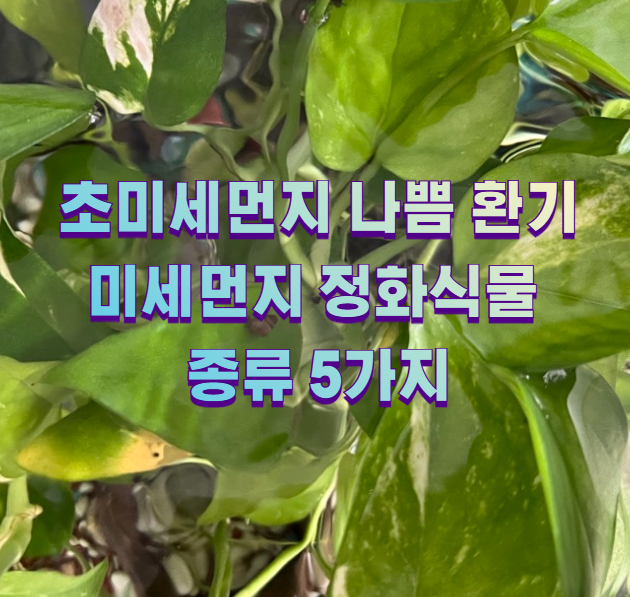 초미세먼지 나쁨 환기 미세먼지 정화식물 종류 5가지1