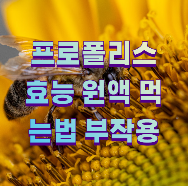 프로폴리스 효능 원액 먹는법 부작용