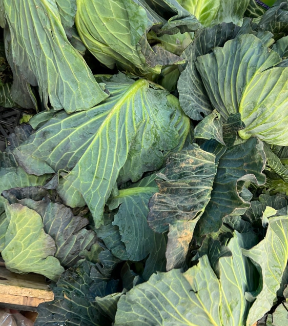 뱃살빼는음식과 내장지방 빼는 음식으로 몸매 만들기1